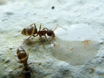 Ameisen bei der Nahrungsaufnahme