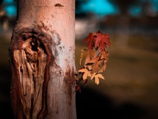 Infos zu Borkenk&auml;fer in der Wohnung