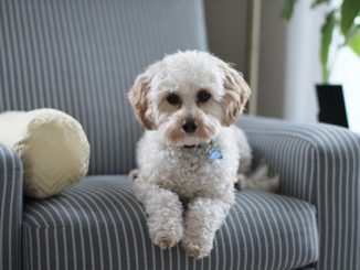 Infos zu Fl&ouml;he bek&auml;mpfen in der Wohnung