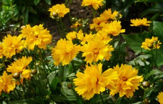 Gelbes Blütenmeer