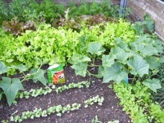 Gem&uuml;se im Hochbeet