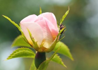 Königin der Blumen - Rose 