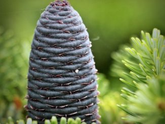 Infos zu Koreatanne Sch&auml;dlinge