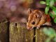 Infos zu Mäuse bekämpfen im Garten