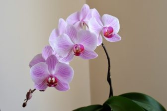 Infos zu Schädlinge an Orchideen