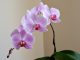 Infos zu Schädlinge an Orchideen