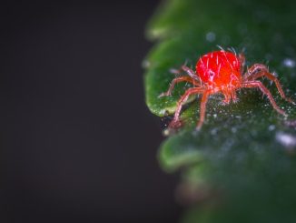 Bekämpfen von Spinnmilben