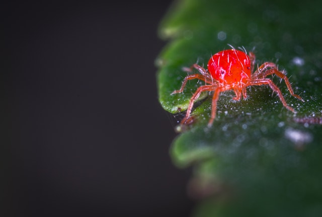 Bekämpfen von Spinnmilben