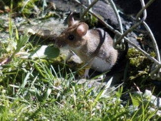 Infos zu W&uuml;hlmaus bek&auml;mpfen