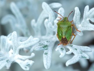 Infos zu Wanzen bek&auml;mpfen Hausmittel