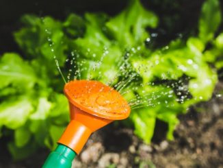 Infos zu Wei&szlig;e Fliege bek&auml;mpfen Kohl